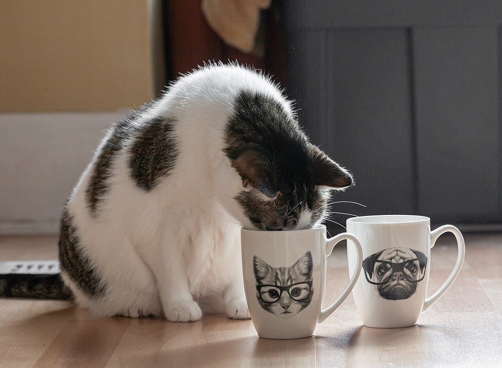 TASSE PUG A LUNETTE 12OZ