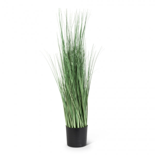 PLANTE 31'' EN POT