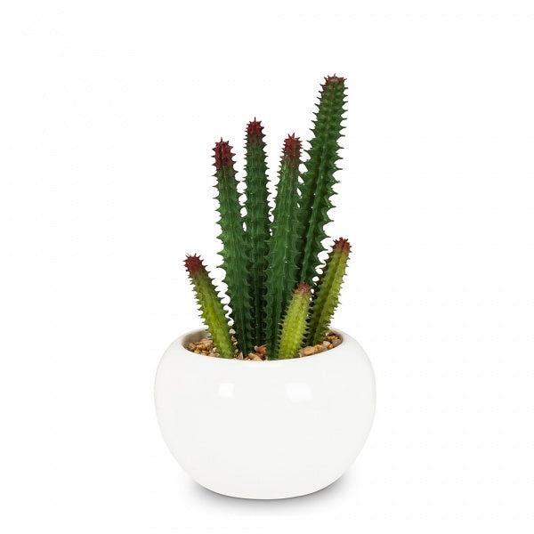 CACTUS EN POT 6''