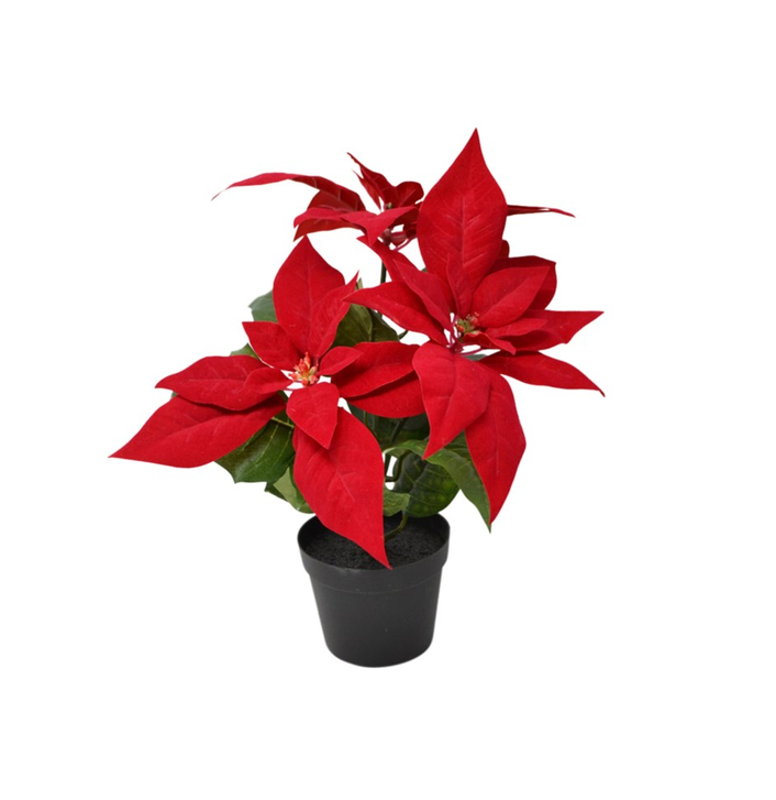 POINTSETTIA EN POT