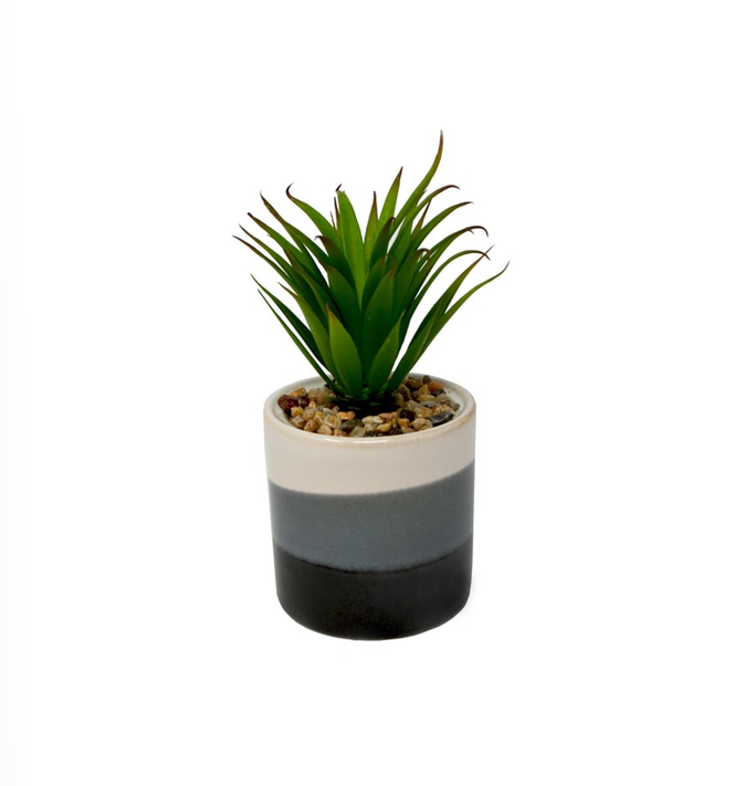 YUCCA EN POT