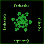 PQT 6 SERVIETTES FINES HERBES