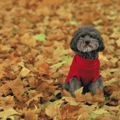 PQT 20 SERVIETTES PAPIER CHIEN EN AUTOMNE